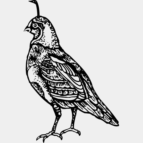 BIRD042 Thumbnail